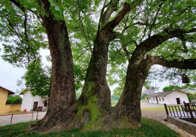 2026年8月赣州旅行社30余年江西旅游老品牌，方诚国旅品质服务获信赖